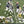 Load and play video in Gallery viewer, UF vs. LSU 01' ~ Grossman (A.K.A. Breadman), dropping dimes into Jacobs breadbasket.